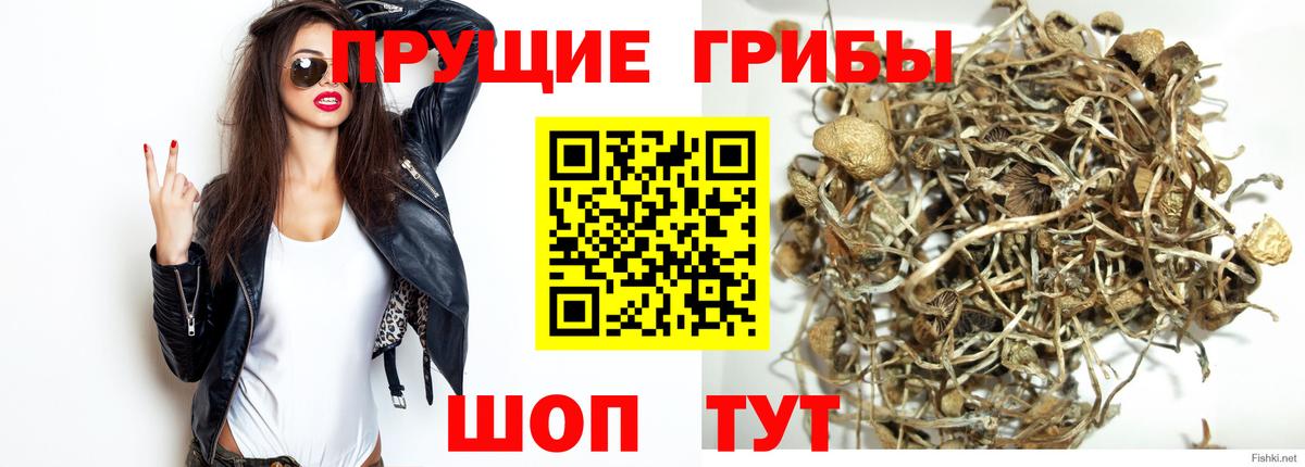 Сафоново  Псилоцибиновые грибы GOLDEN TEACHER  Вход с VPN 